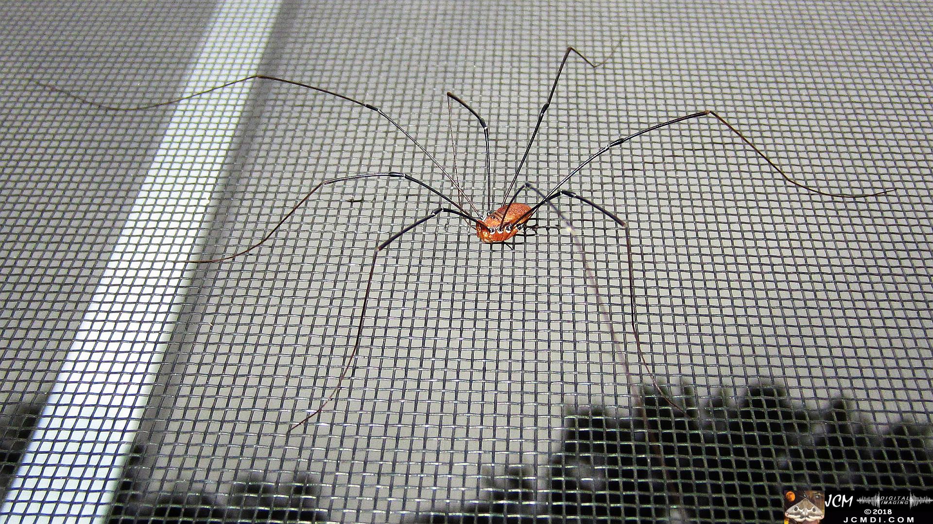 A Daddy Longlegs Spider (Harvestman) in TN